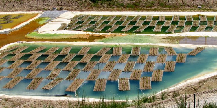 Phytoremediation per la bonifica di siti contaminati