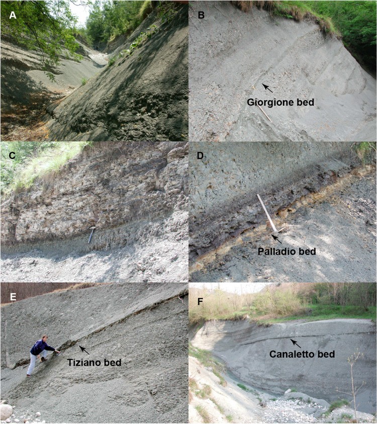 Priabonian Stage (37.8Ma) - Alano section, Piave River; Veneto Prealps, Belluno province, Italy 